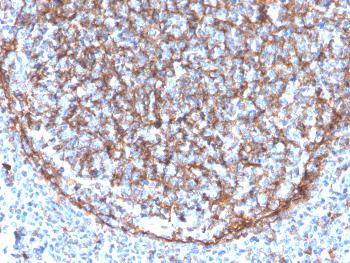 Anti-CD11b / MAC-1 (Microglial Marker) Monoclonal Antibody(Clone: ITGAM/3340)