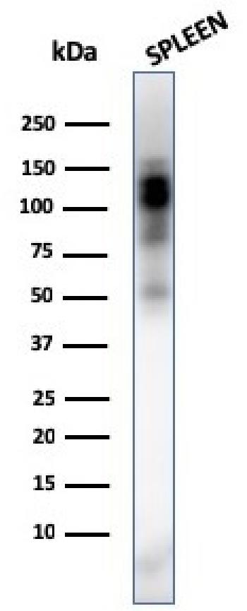 Anti-CD11b / MAC-1 (Microglial Marker) Monoclonal Antibody(Clone: ITGAM/3338)