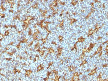 Anti-CD11c (Dendritic Cell Marker) Monoclonal Antibody(Clone: ITGAX/1242)