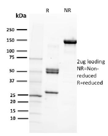 Anti-CD29 (Stem Cell Marker) Monoclonal Antibody(Clone: 12G10)