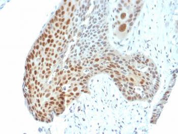 Anti-Phospho C-Jun (Thr91, Thr93) Monoclonal Antibody(Clone: C-J 4C4/1)