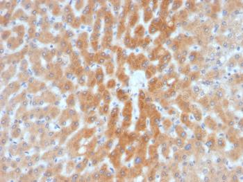 Anti-ARF1 (Golgi Apparatus Marker) Monoclonal Antibody(Clone: 1A9/5)