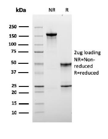 Anti-Lymphocyte Activation Gene 3 (LAG-3) (Negative Checkpoint Regulator) Monoclonal Antibody(Clone: LAG3/3261)