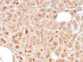 Anti-LMO2 (B-Cell Marker) Monoclonal Antibody(Clone: rLMO2/1971)