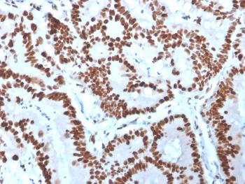 Anti-MCM6 (Proliferation Marker) Monoclonal Antibody(Clone: MCM6/3000)