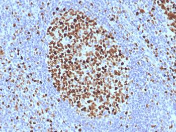 Anti-MCM7 / CDC47 (Proliferation Marker) Monoclonal Antibody(Clone: SPM379)