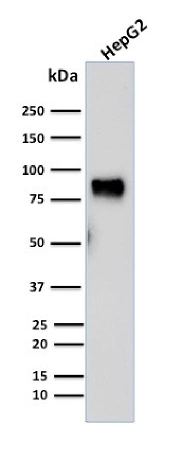 Anti-MDM2 Monoclonal Antibody(Clone: SMP14)