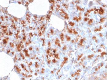 Anti-MDM2 Monoclonal Antibody(Clone: MDM2/2414)