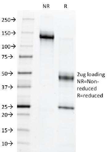 Anti-c-Myb Oncoprotein Monoclonal Antibody(Clone: MYB286)