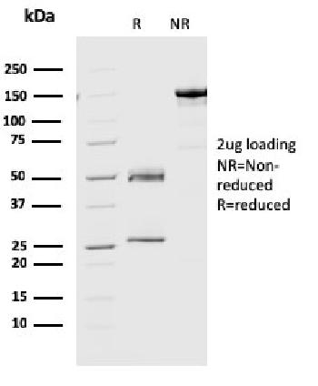 Anti-Geminin / DNA Replication Inhibitor Monoclonal Antibody(Clone: CPTC-GMMN-1)