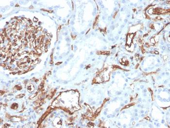 Anti-CD31 / PECAM-1 (Endothelial Cell Marker) Monoclonal Antibody(Clone: PECAM1/3528)