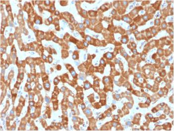 Anti-Prohibitin (Mitochondrial Marker) Monoclonal Antibody(Clone: PHB/1881)