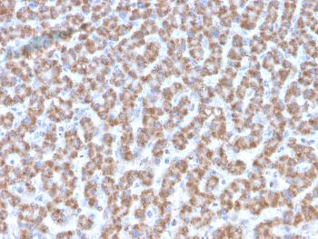 Anti-Prohibitin (Mitochondrial Marker) Monoclonal Antibody(Clone: PHB/3193)