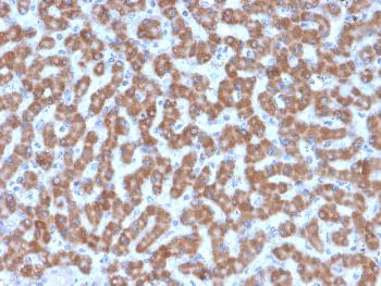 Anti-Prohibitin (Mitochondrial Marker) Monoclonal Antibody(Clone: PHB/3227)