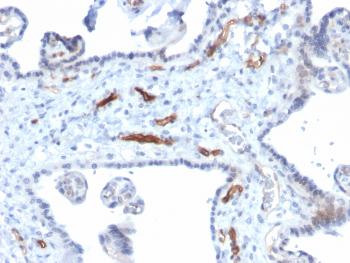 Anti-Podocalyxin (PODXL) (Hematopoietic Stem Cell Marker) Monoclonal Antibody(Clone: PODXL/2184)