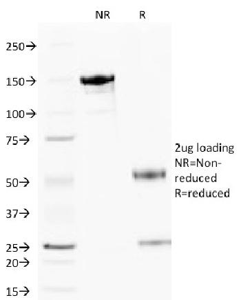 Anti-Cytochrome C (Mitochondrial Marker) Monoclonal Antibody(Clone: 6H2.B4)