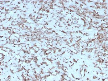 Anti-Cytochrome C (Mitochondrial Marker) Monoclonal Antibody(Clone: rCYCS/1010)