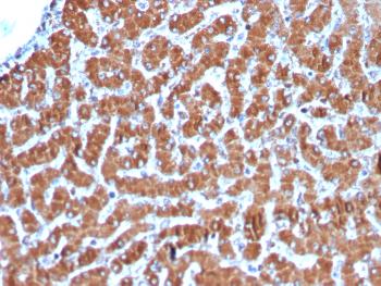 Anti-Cytochrome C (Mitochondrial Marker) Monoclonal Antibody(Clone: CYCS/3128R)