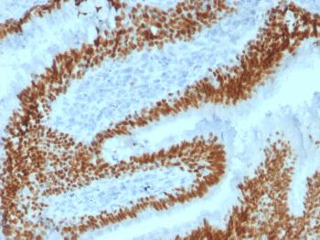 Anti-SOX2 (Embryonic Stem Cell Marker) Monoclonal Antibody(Clone: SOX2/1792)