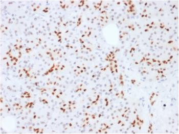 Anti-SOX9 / SRY-box 9 Monoclonal Antibody(Clone: SOX9/2387)(Discontinued)