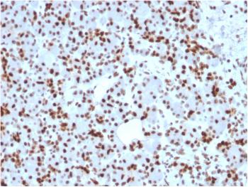 Anti-SOX9 / SRY-box 9 Monoclonal Antibody(Clone: SOX9/2398)