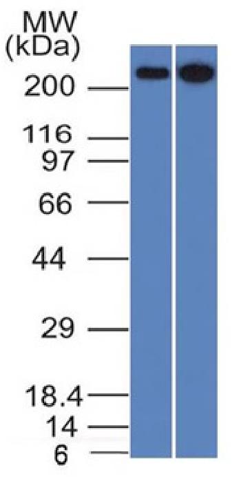 Anti-Spectrin beta III (SPTBN2) Monoclonal Antibody(Clone: SPTBN2/1582)