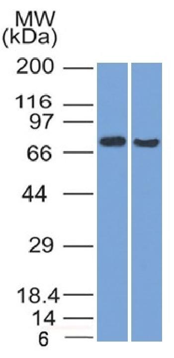 Anti-TCF4 (Transcription Factor 4) Monoclonal Antibody(Clone: TCF4/1705)