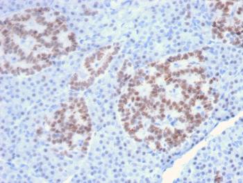 Anti-HNF1A (Pancreatic Tumor Suppressor) Monoclonal Antibody(Clone: HNF1A/2087)