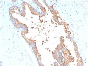 Anti-Transferrin (Early Marker of Oligodendrocytes) Monoclonal Antibody(Clone: TF/3001)