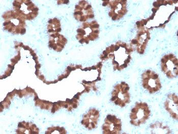 Anti-pS2 / pNR-2 / TFF1 (Estrogen-Regulated Protein) Monoclonal Antibody(Clone: rTFF1/1091)