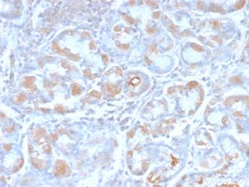 Anti-pS2 / pNR-2 / TFF1 (Estrogen-Regulated Protein) Monoclonal Antibody(Clone: TFF1/2969R)