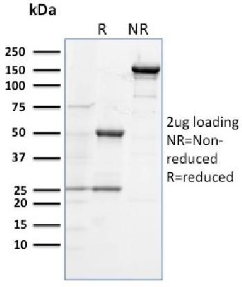 Anti-CD284 (Toll-Like Receptor 4) Monoclonal Antibody(Clone: TLR4/230)