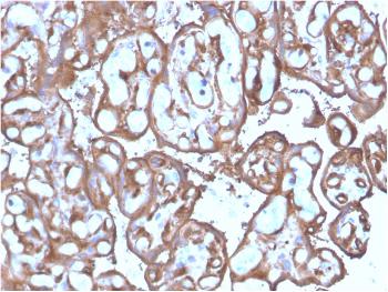 Anti-Ezrin / p81 Monoclonal Antibody(Clone: SPM244)