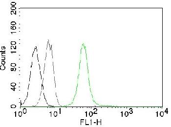 Anti-Vimentin (Mesenchymal Cell Marker) Monoclonal Antibody(Clone: VM452)-CF488