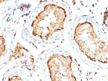 Anti-14-3-3E / Tryptophan 5-Monooxygenase Monoclonal Antibody(Clone: CPTC-YWHAE-1)