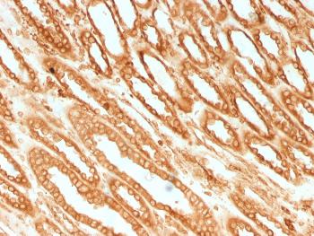 Anti-Calnexin (Endoplasmic Reticulum Marker) Monoclonal Antibody(Clone: CANX/1541)