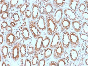 Anti-Calnexin (Endoplasmic Reticulum Marker) Monoclonal Antibody(Clone: CANX/1543)