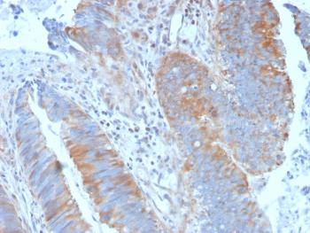 Anti-Calpain 1 Monoclonal Antibody(Clone: CAPN1/1530)