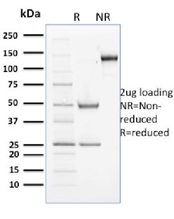 Anti-Cyclin B2 Monoclonal Antibody(Clone: X29.2)