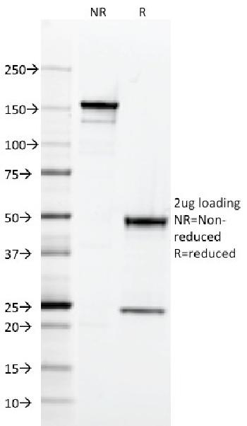 Anti-CD2 / Lymphocyte Function Antigen 2 (LFA-2) Monoclonal Antibody(Clone: RPA-2.10)