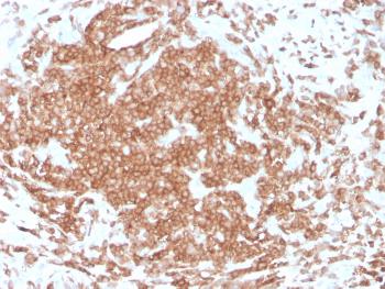 Anti-CD3e (T-Cell Marker) Monoclonal Antibody(Clone: rC3e/1308)