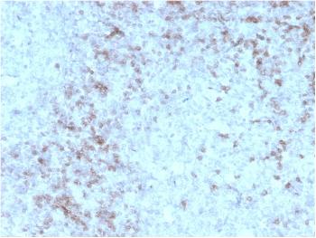 Anti-CD3e (T-Cell Marker) Monoclonal Antibody(Clone: rC3e/1931)