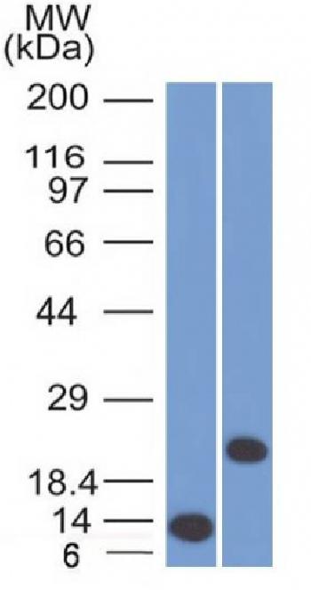 Anti-CD3e (T-Cell Marker) Monoclonal Antibody(Clone: C3e/1308)