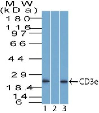 Anti-CD3e (T-Cell Marker) Polyclonal Antibody