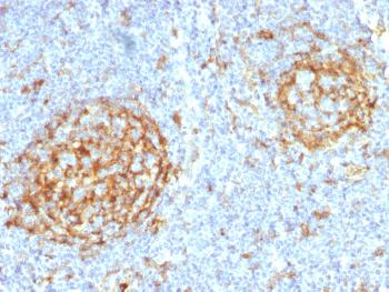 Anti-CD14 (Monocyte / Macrophage Marker) Monoclonal Antibody(Clone: LPSR/2397)