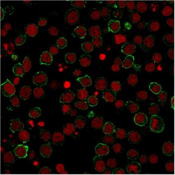 Anti-CD28 Monoclonal Antibody(Clone: CB28)