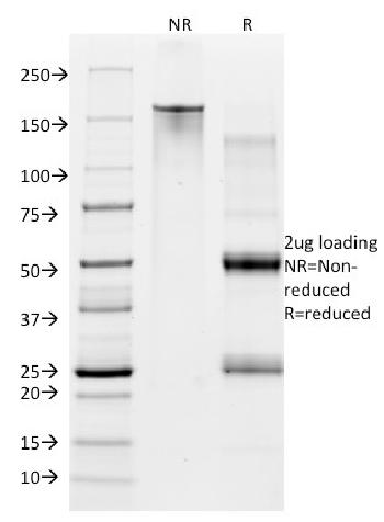 Anti-CD28 Monoclonal Antibody(Clone: CB28)-PE