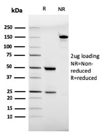 Anti-CD28 Monoclonal Antibody(Clone: C28/75)