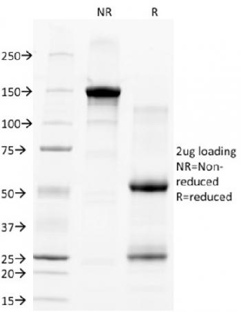 Anti-CD28 Monoclonal Antibody(Clone: C28/77)