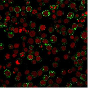 Anti-CD28 Monoclonal Antibody(Clone: 204.12)